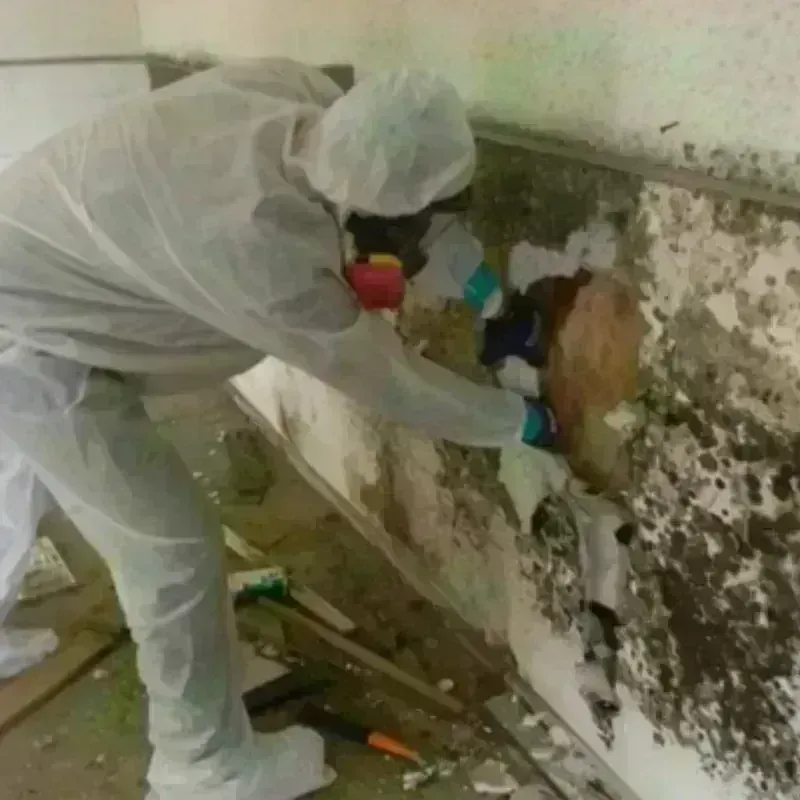 Mold Remediation and Removal in Kentwood, MI